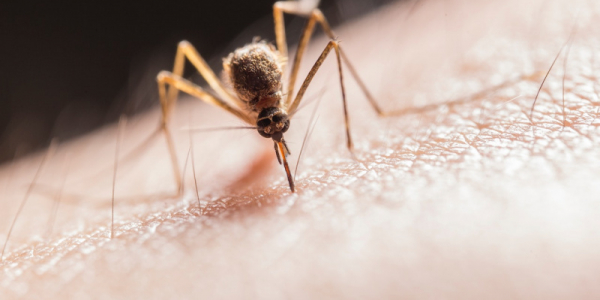 Perch� le zanzare adorano punzecchiare alcune persone e ne ignorano altre?